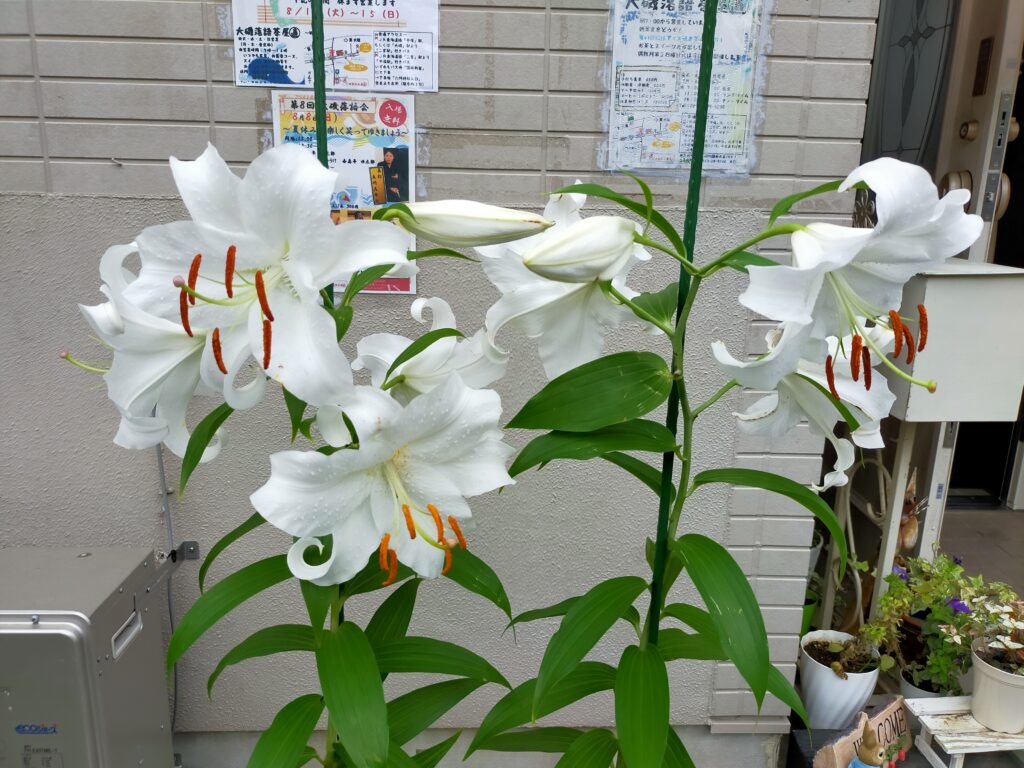 大磯落語茶屋カサブランカ　2021.06.29花が咲きました。