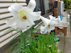 手打ち蕎麦大磯落語茶屋〇直お花だより2021