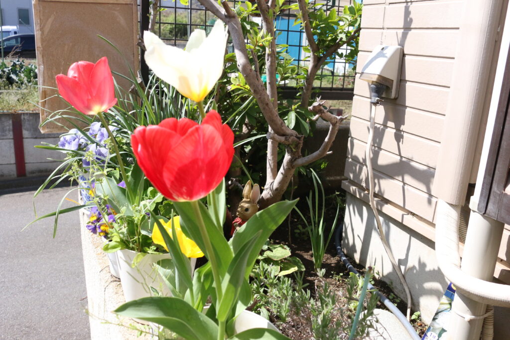 大磯落語茶屋〇直の庭に咲く花チューリップ