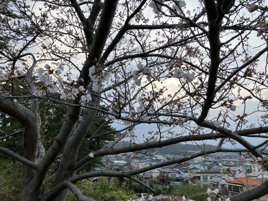大磯プリンスホテル前の桜少しだけ咲きました。