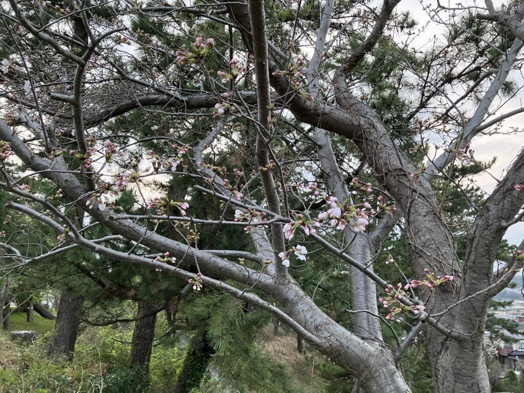 大磯プリンスホテル前の桜三分咲でしょうか。