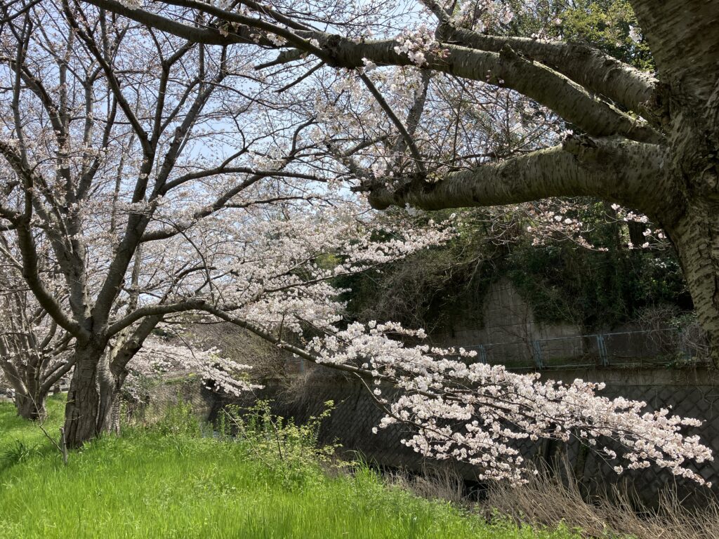 葛川の桜