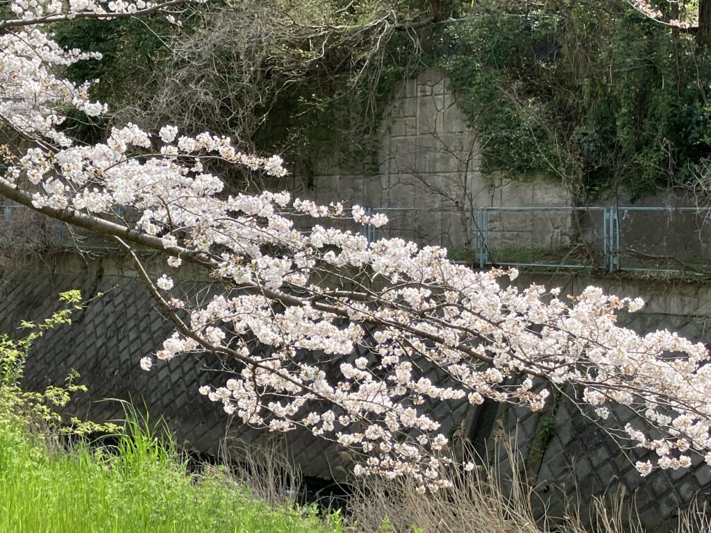 葛川の桜は八分咲です。