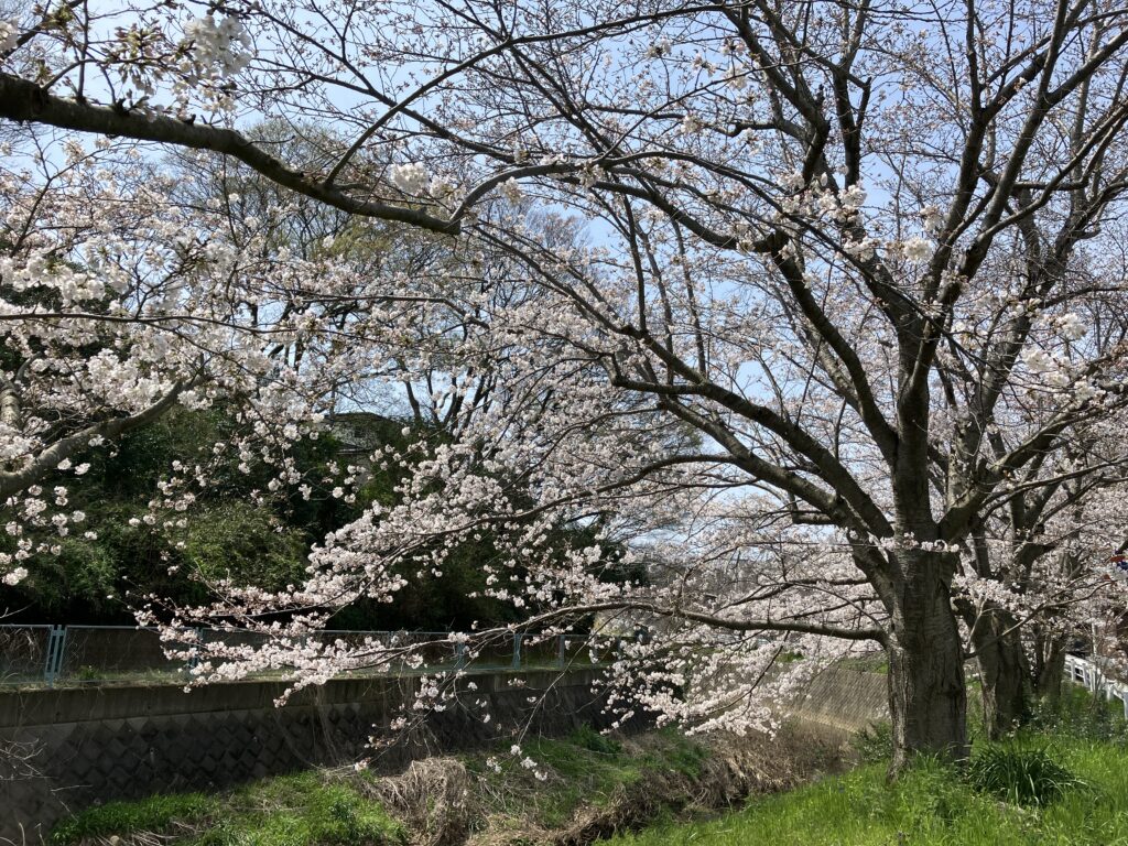 葛川の桜は八分咲です。