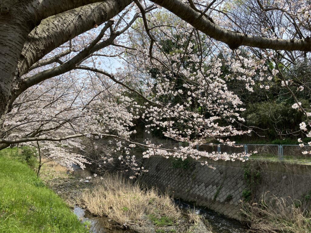 プリンスホテルゴルフコース沿い葛川の桜、穴場です。