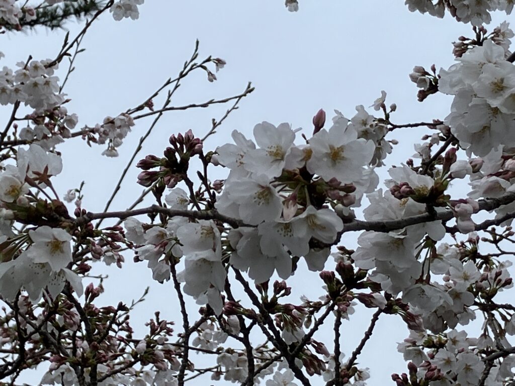 大磯プリンスホテル駐車場前の桜は八分咲