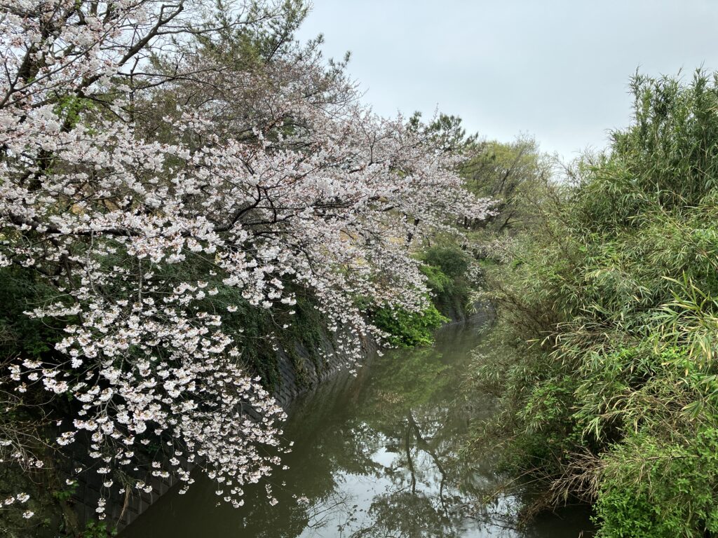 葛川の桜