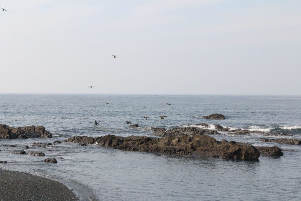 照ヶ埼海岸アオバト飛来